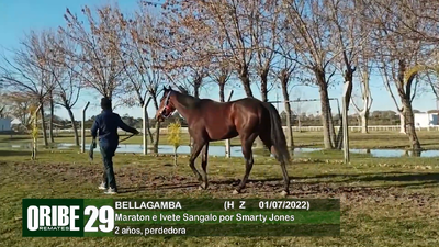 Lote Lote 29