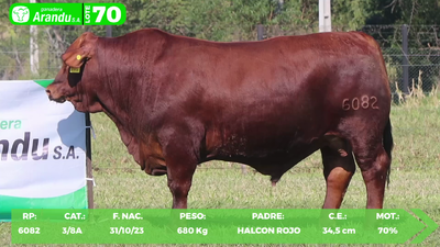 Lote LOTE 70