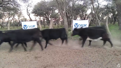Lote 30 Terneros/as