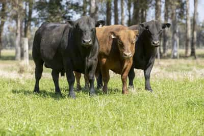 Lote Lote 6 - toros PI 3 Años