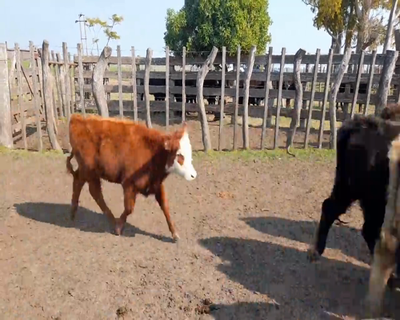 Lote (Vendido)16 Terneras 6 RA X HE,  1 HE X CH,  1 AA X NO,  7 AA X HE,  3 AA 138kg - , Colonia