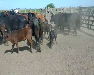 Lote 25 Vacas Cut Paridas en Ayacucho