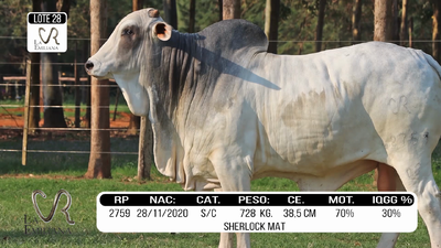 Lote LOTE 28