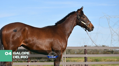 Lote Lote 4