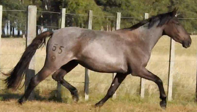 Lote Kirra Verdes Mares