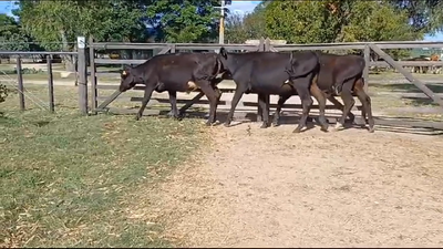Lote (Vendido)3 Terneros HOLANDO/ ANGUS 200kg -  en PUNTAS DEL PERDIDO
