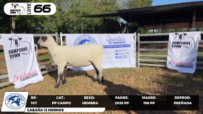 Lote LOTE 66- CAMPO