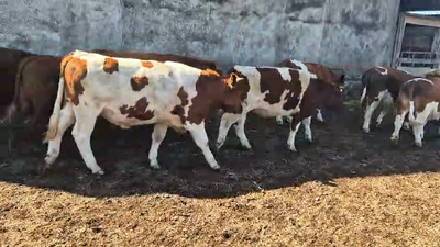 Lote 50 Novillo Engorda en Vilcún, IX Región Araucanía