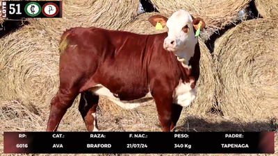 Lote LOTE 51