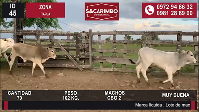 Lote TERNEROS CBO 2