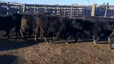 Lote 65 TERNEROS