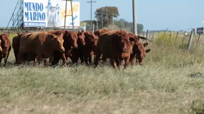 Lote 13 Vacas nuevas Preñadas en Dolores, Buenos Aires