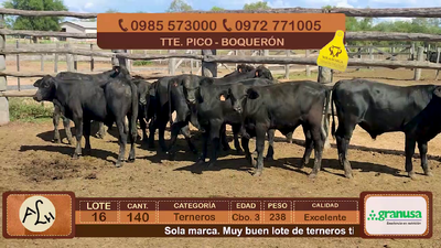 Lote 140 Terneros CBO 3 Tipo Brangus y Acebuzados. 238kg - , Boquerón
