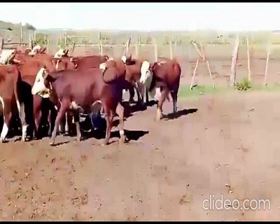 Lote 100 Terneros en Rosales, Córdoba