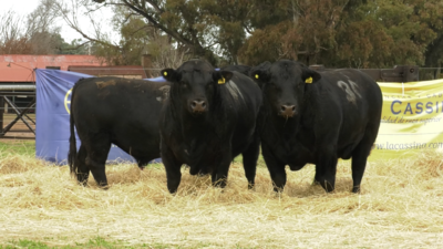 Lote TOROS ANGUS PURO CONTROLADO