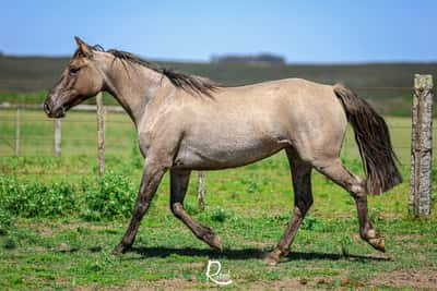 Lote Cancionera Cahuel