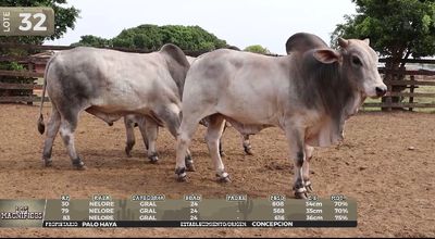 Lote LOTE 32