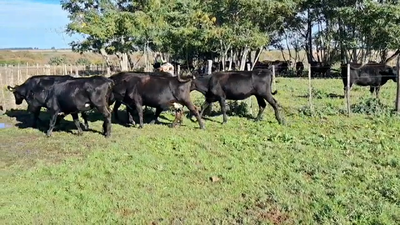 Lote VAQUILLONAS PREÑADAS