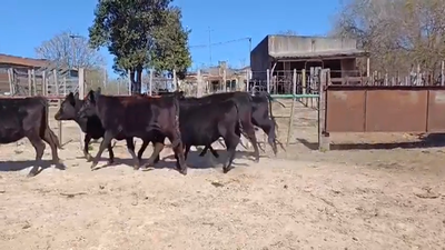 Lote (Vendido)6 Terneras ANGUS 250kg -  en EL CERRO