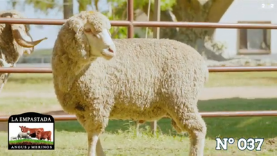 Lote Merino Donhe