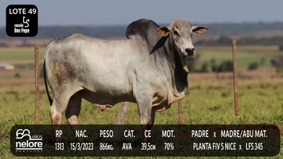 Lote LOTE 49
