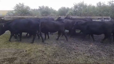 Lote 14 Vacas de Invernada 400kg -  en POLANCOS
