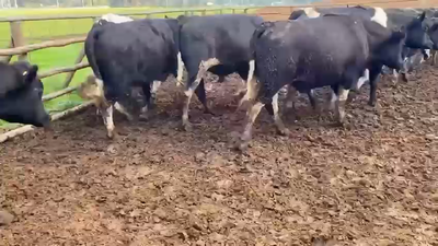 Lote 40 Novillo Gordo en Melipilla, Región Metropolitana