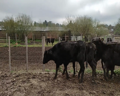 Lote (Vendido)25 Vaquillonas  4 RA X HE,  2 RA X HO,  1 AA X HE,  18 AA X HO 293kg - , Colonia