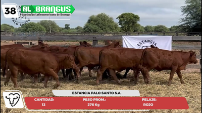 Lote LOTE 38