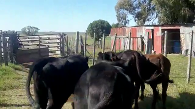 Lote 5 Terneros CRUZA 170kg - , San José