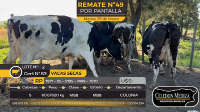 Lote 5 vacas secas en Estanzuela, Colonia