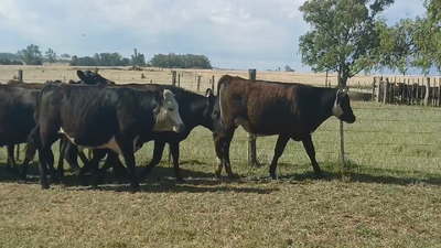 Lote NOVILLOS 1 A 2 AÑOS
