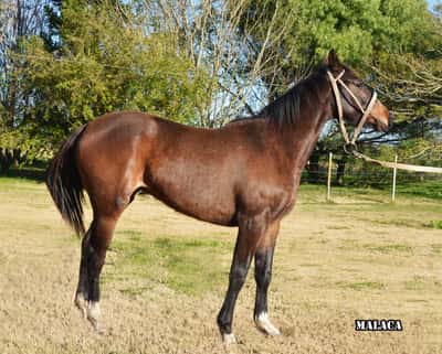 Lote MALACA