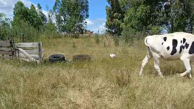 Lote VAQUILLONAS HOLANDO