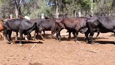 Lote 74 Vacas de invernar en Quimilí, Santiago del Estero