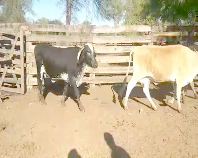Lote 44 Vacas en Monte Quemado, Santiago del Estero