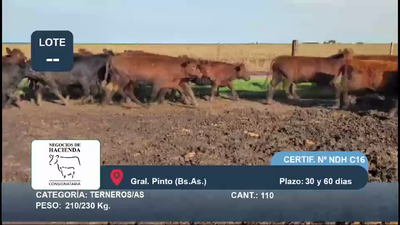 Lote 110 Terneros/as