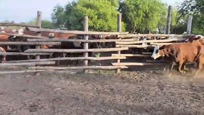 Lote 6 Vaca Consumo