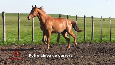 Lote POTROS DE CARRERA