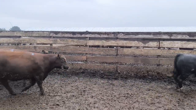 Lote 20 Vaquilla Gorda en Los Ángeles, VIII Región Biobío