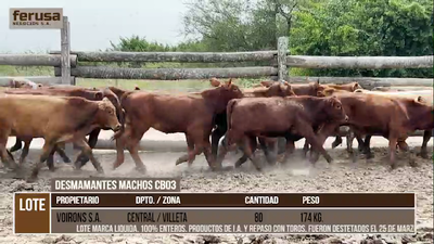 Lote LOTE 1