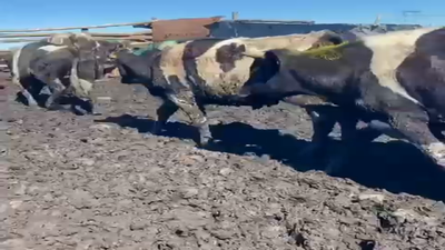 Lote 45 Novillo Gordo en Mostazal, VI Región O-Higgins