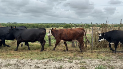 Lote VAQUILLONA PREÑADA