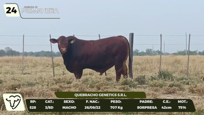 Lote LOTE 24- CAMPO