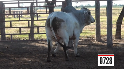 Lote Brahman
