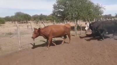 Lote 43 Vacas de invernar en Villaguay, Entre Ríos