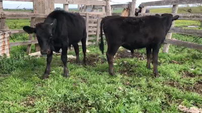 Lote 2 Terneros Kiwy 160kg -  en Ruta 3 km 120