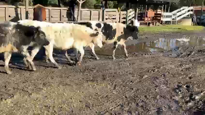 Lote 20 Ternero en Puyehue, X Región Los Lagos