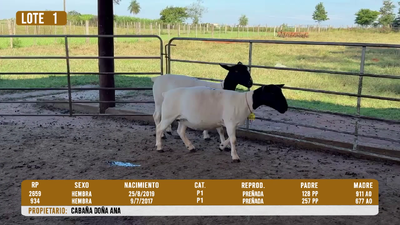 Lote LOTE 1