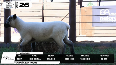 Lote LOTE 26- BOZAL